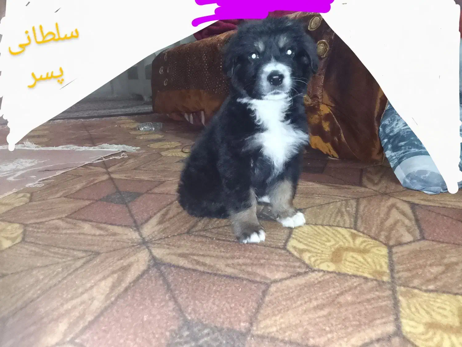 سگ پاکوتاه|سگ|بجنورد, |دیوار