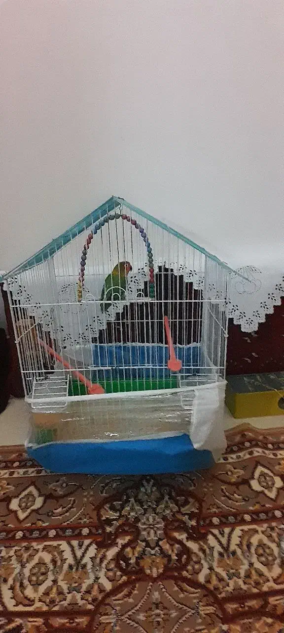 کوتوله ماده|پرنده|تربت جام, والفجر|دیوار