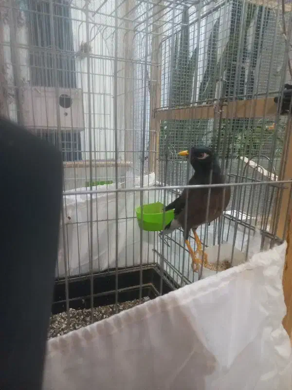 مرغ مینا جوان|پرنده|کرمان, |دیوار