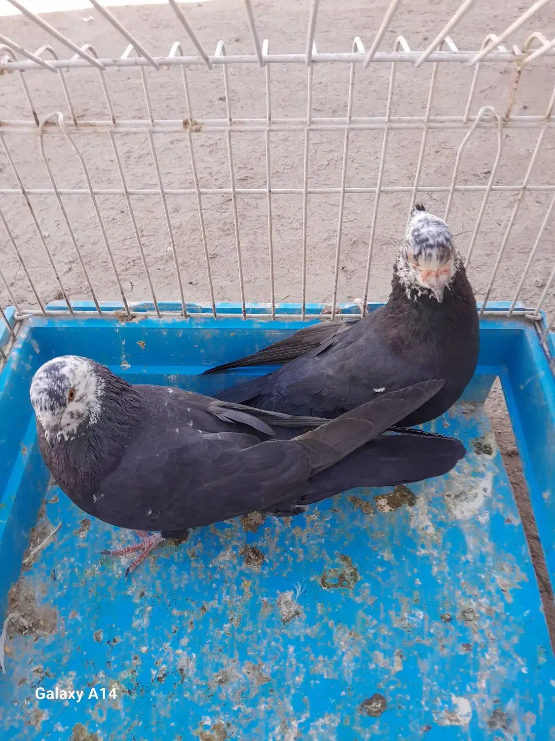 کبوتر کله ماستی|پرنده|مراغه, |دیوار