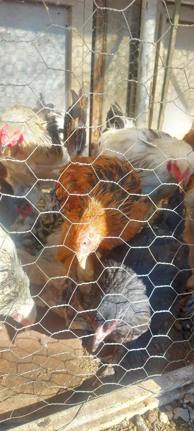 مرغ محلی و برهما و اردک تخمگذار|حیوانات مزرعه|آبیک, |دیوار