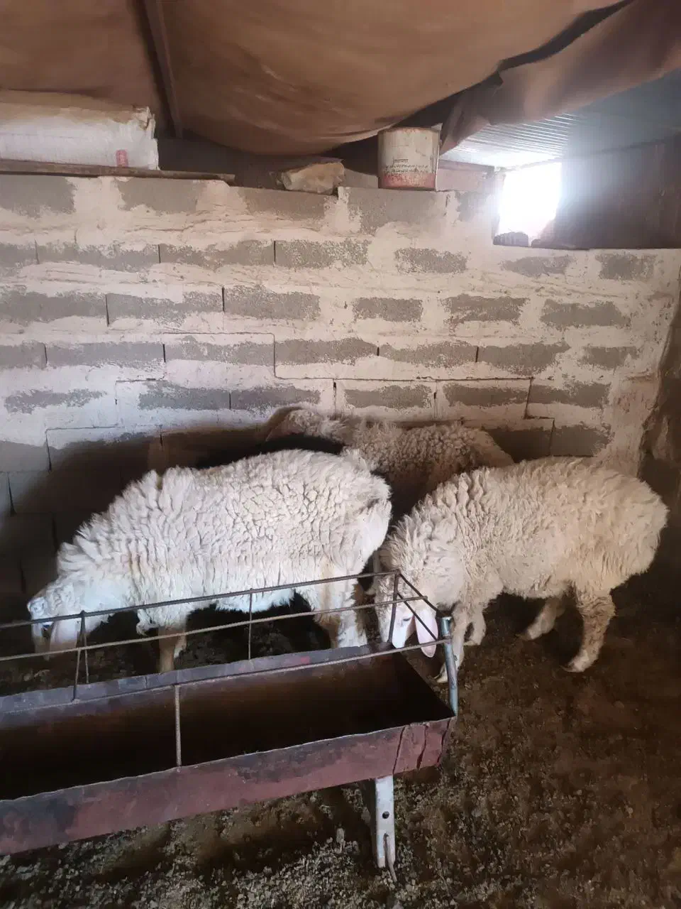 گوسفند نرگوزلی خوش گوشت|حیوانات مزرعه|تربتحیدریه, پائین ولایت|دیوار