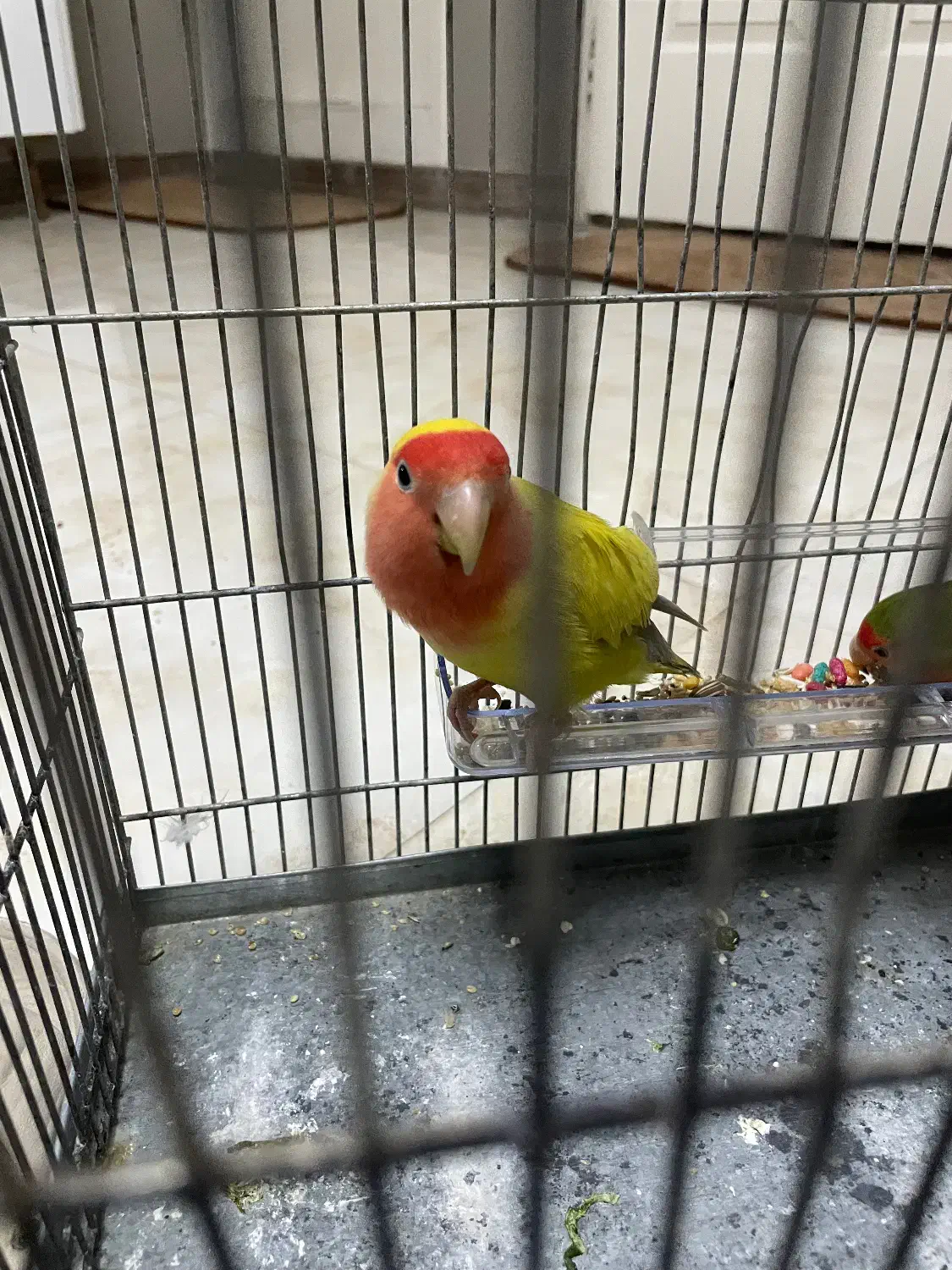 طوطی برزیلی جفت مولد|پرنده|تهران, علم و صنعت|دیوار