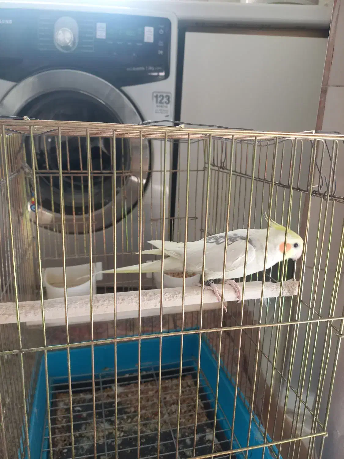 عروس هلندی جوان|پرنده|ری, ظهیرآباد|دیوار