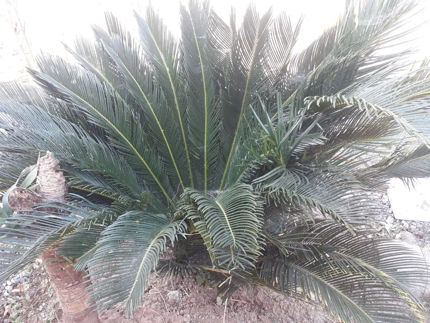 گل سیکاس|گل و گیاه طبیعی|سنگر, |دیوار