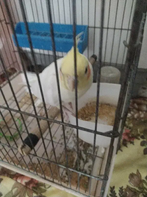 عروس هلندی گمشده|حیوانات|جهرم, |دیوار