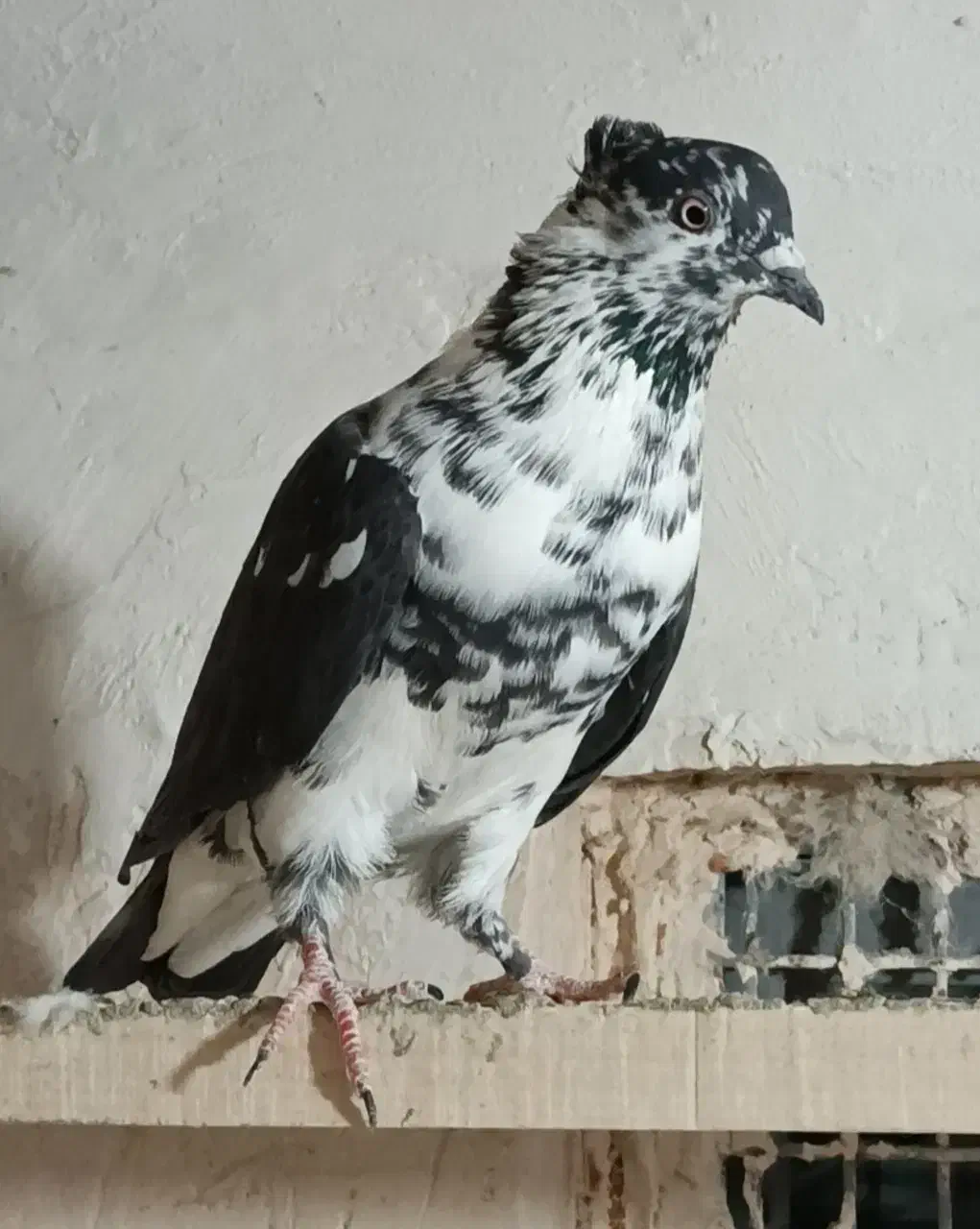 گرفتنی|پرنده|کشاورز, |دیوار