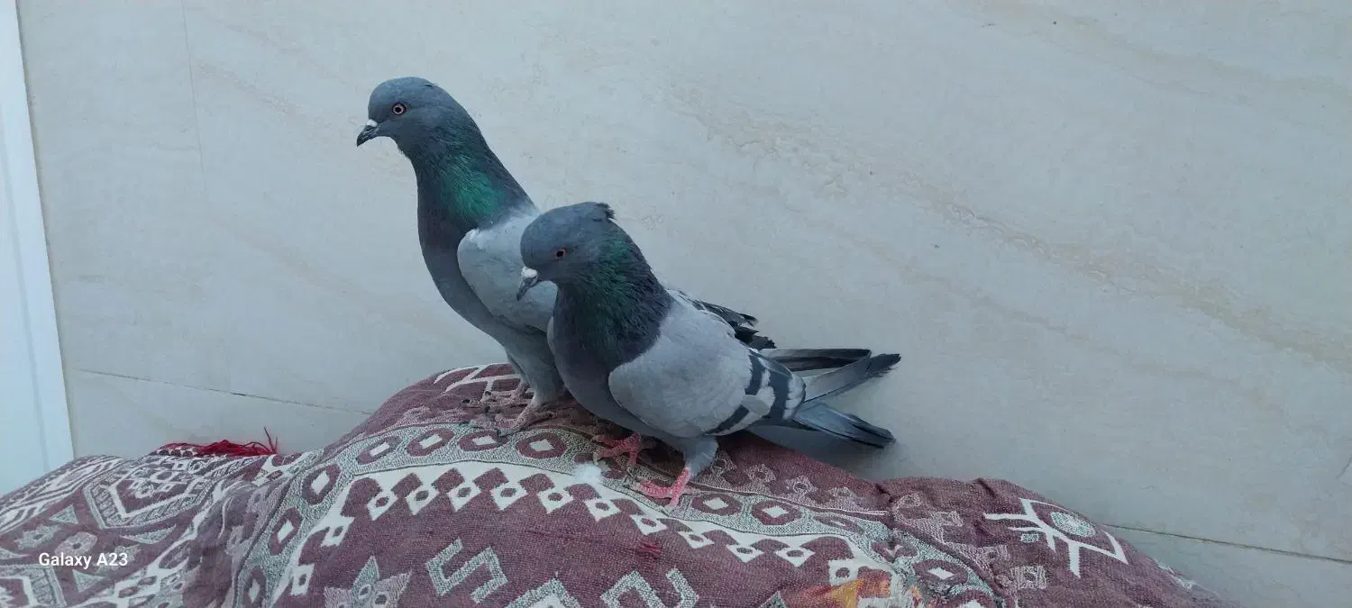 کبوتر سبز دوخط پرشی|پرنده|خمینی‌شهر, |دیوار