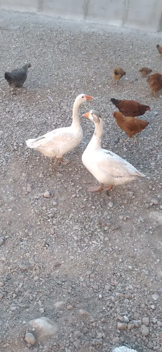 دو عدد غاز محلی|حیوانات مزرعه|اردبیل, |دیوار