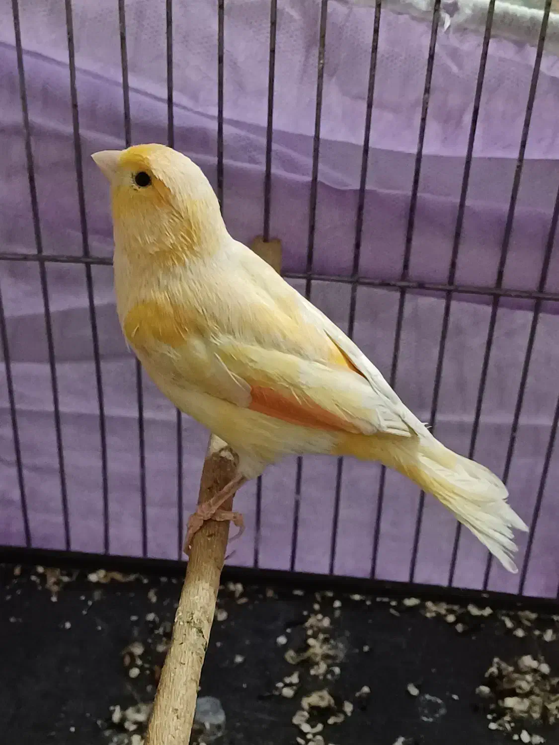 سهره قفس|پرنده|اندیمشک, |دیوار