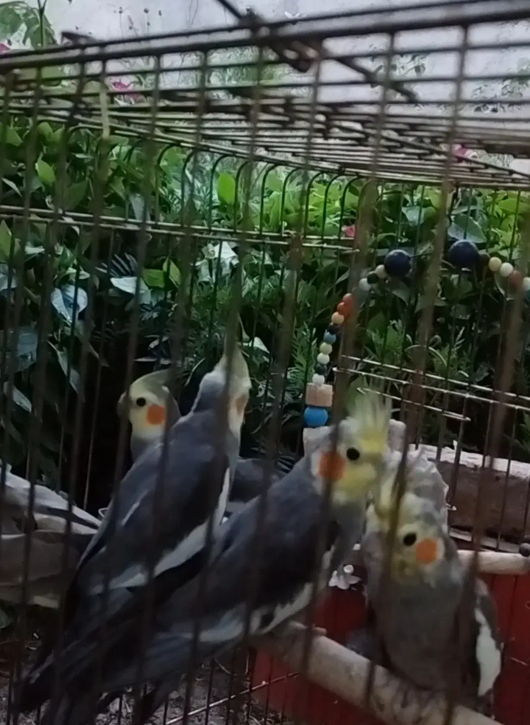 عروس هلندی|پرنده|خسروشاه, |دیوار