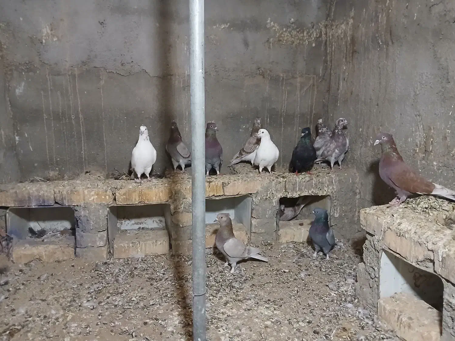 کفتر|پرنده|بافق, |دیوار