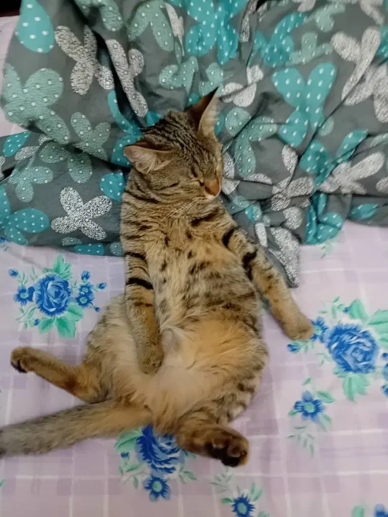 واگذاری گربه دی اس اچ|گربه|کرج, فاز ۳ مهرشهر|دیوار