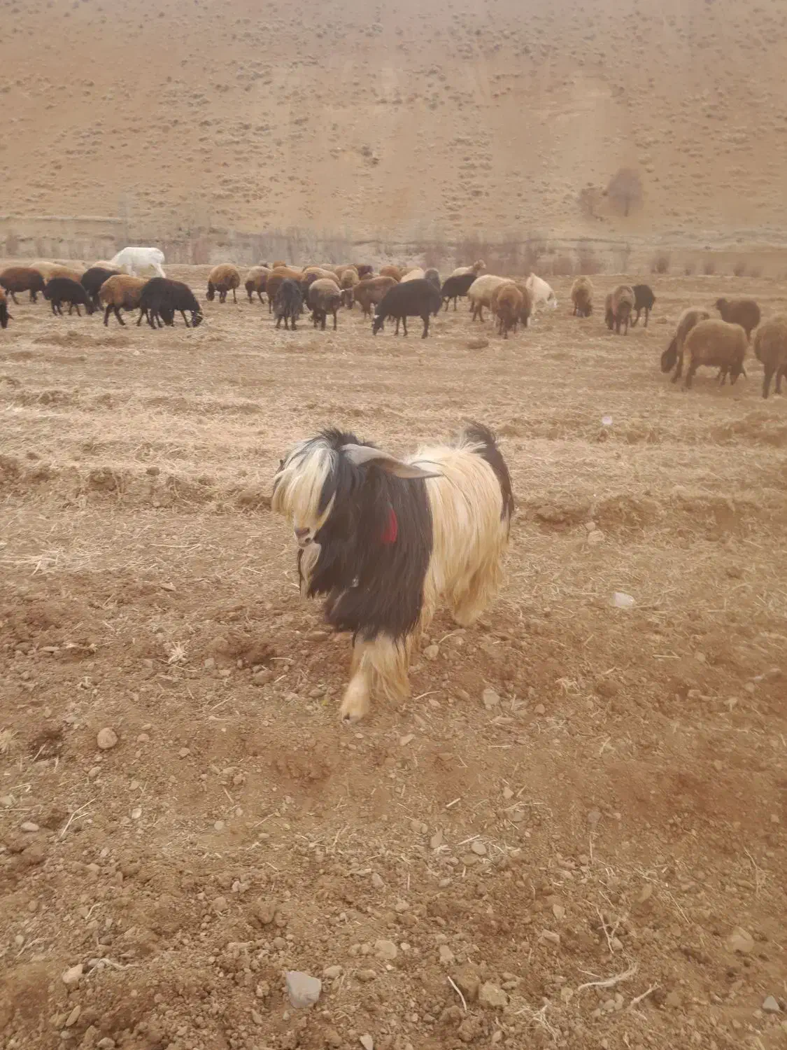 فروش چپش شهرکردی اصل|حیوانات مزرعه|چنارود, |دیوار