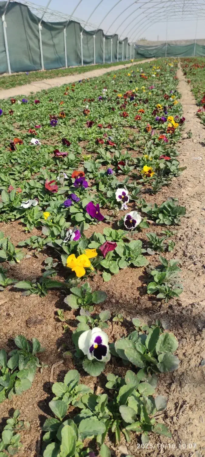 نیازمند نیروی کار دائم مرد برای گلخانه|استخدام خدمات فروشگاه و رستوران|مشهد, میان ولایت|دیوار