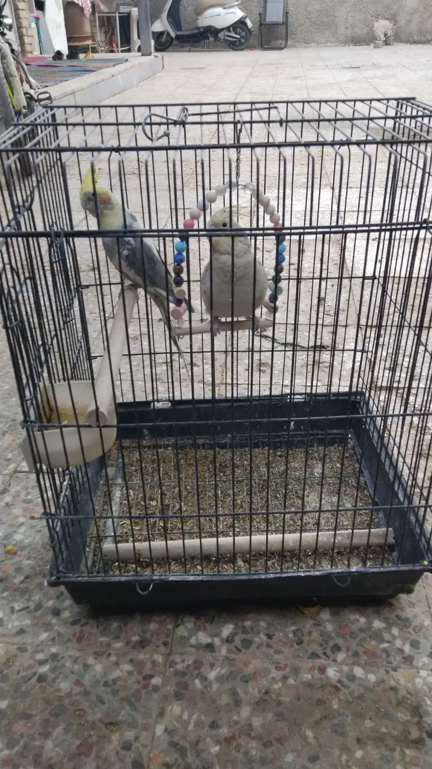 طوطی عروس هلندی|پرنده|ایرانشهر, |دیوار