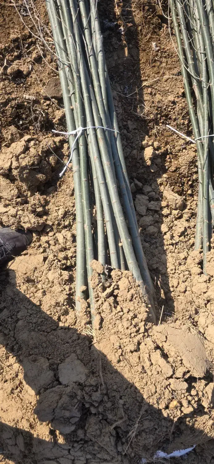 صنوبر سبز کن سرمایه بساز|خدمات باغبانی و درختکاری|زرین آباد, |دیوار