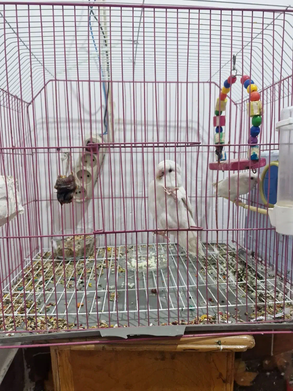 یک جفت طوطی برزیلی آلبینو|پرنده|آبادان, |دیوار