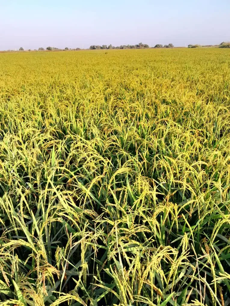 شلتوک عنبر بو|عمدهفروشی|شوشتر, |دیوار