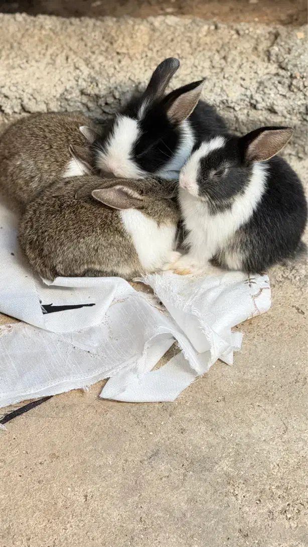 فروش بچه‌خرگوش‌های ناز و سالم|موش و خرگوش|برازجان, |دیوار