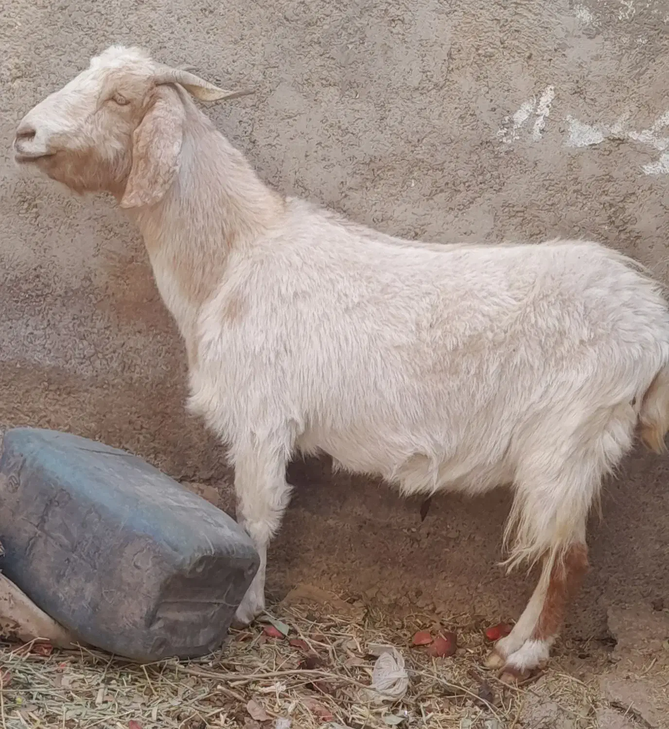 بز و کولار|حیوانات مزرعه|فردوس (خراسان), |دیوار