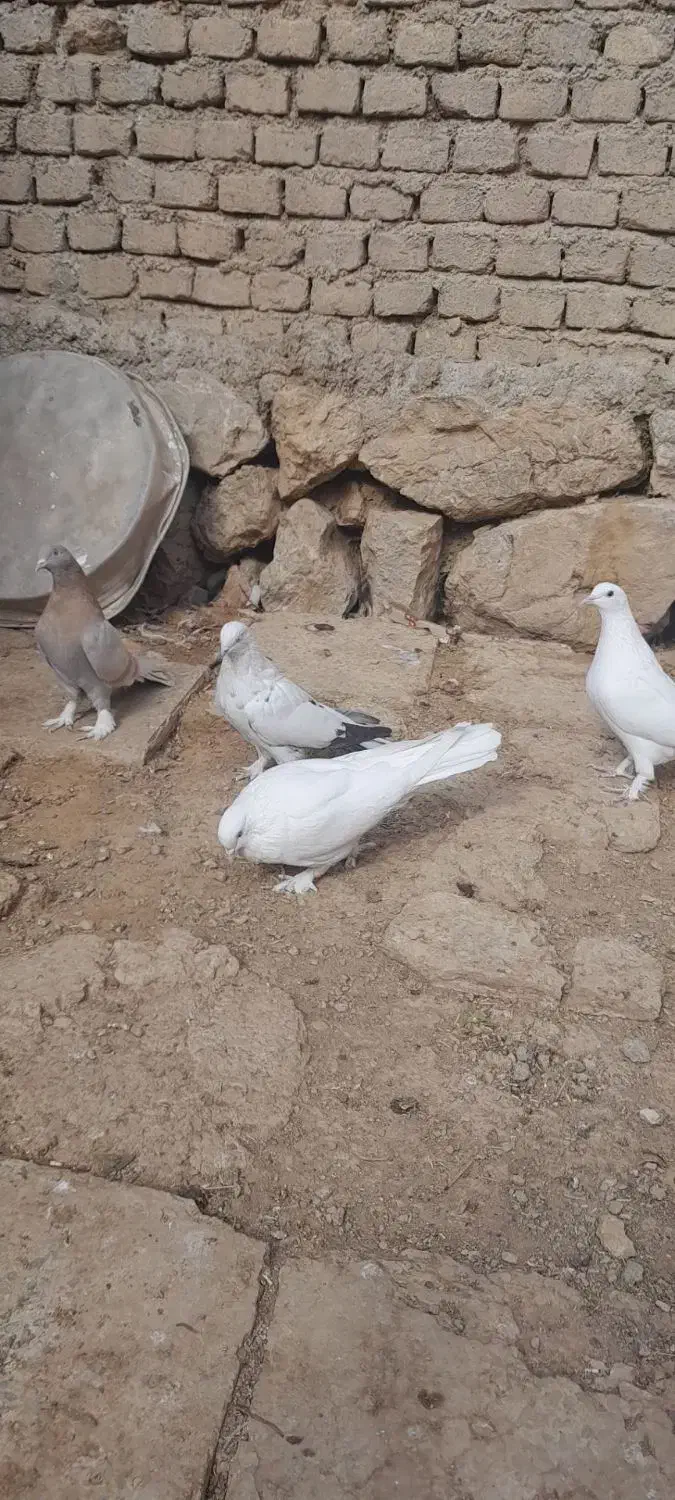 کبوتر سفید وزرد|پرنده|شهرکرد, |دیوار