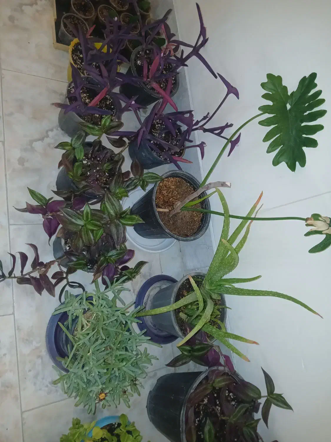 فروشی|ماهی|شاهرود, |دیوار