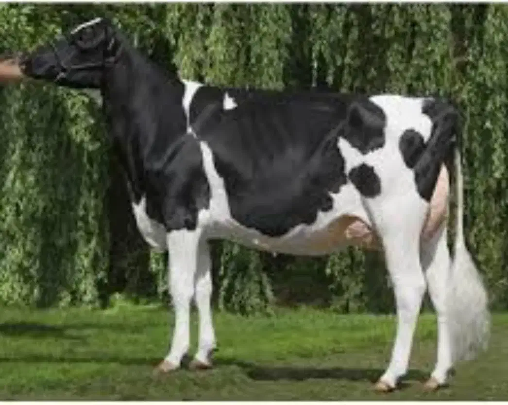 کارگر شیردوشی|خدمات پیشه و مهارت|تربت جام, جامرود|دیوار