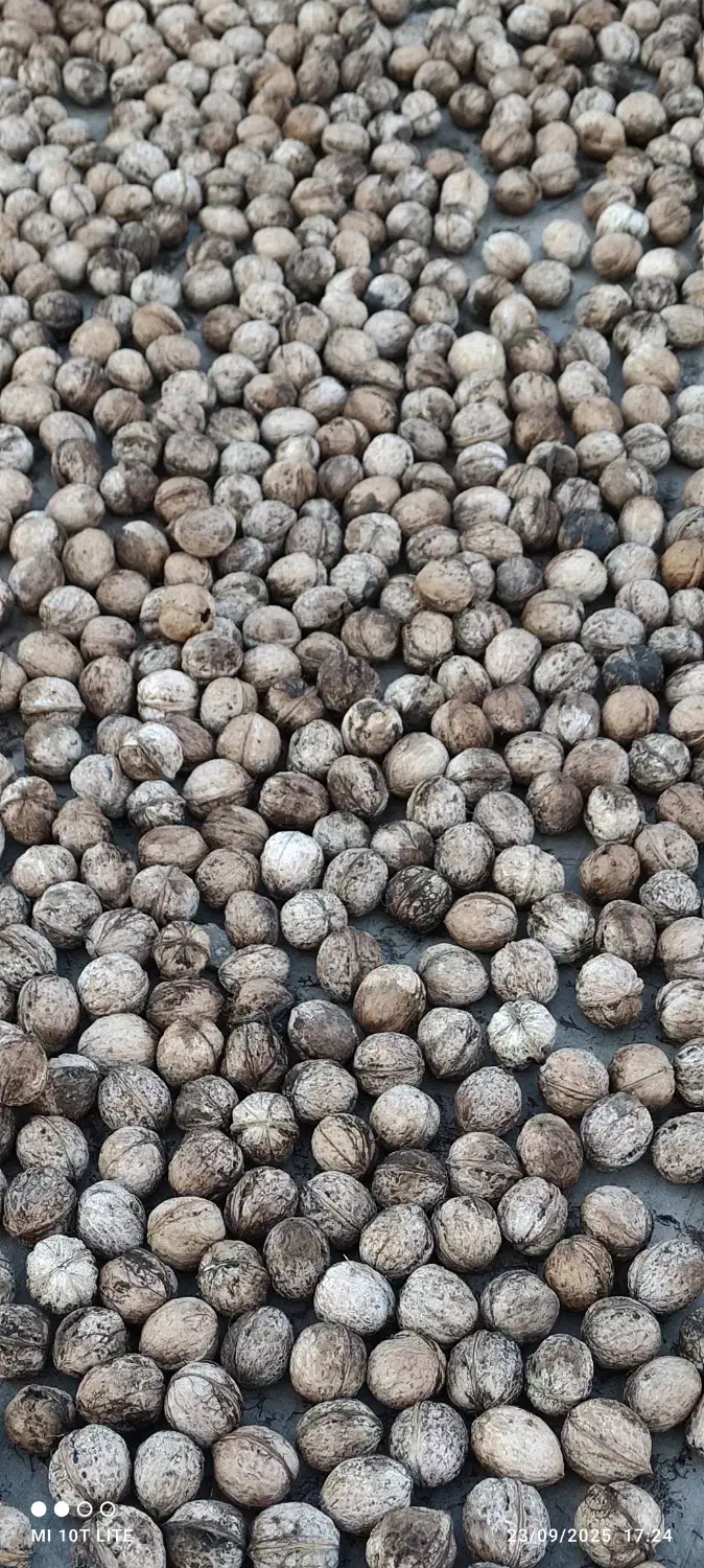 گردو ارگانیک تازه وپرچرب امسال چورژی|خوردنی و آشامیدنی|پاوه, |دیوار