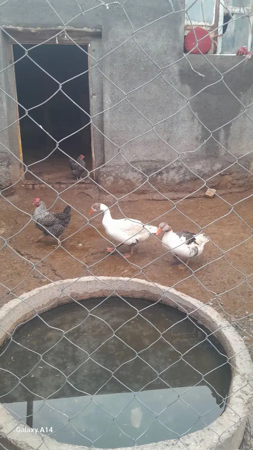 غاز|حیوانات مزرعه|دینور, |دیوار