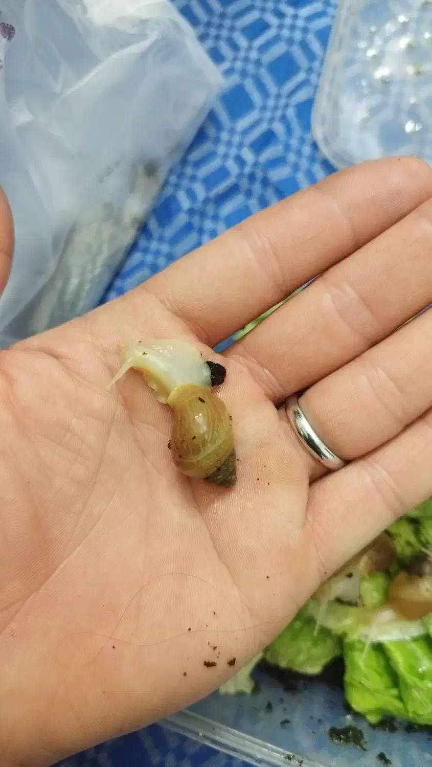 حلزون|خزنده|تهران, فلاح|دیوار