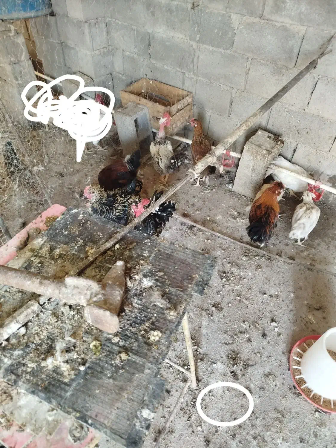 مرغ.خروس.گردن لخت.گردن ریت.فرفری|حیوانات مزرعه|امیدیه, |دیوار