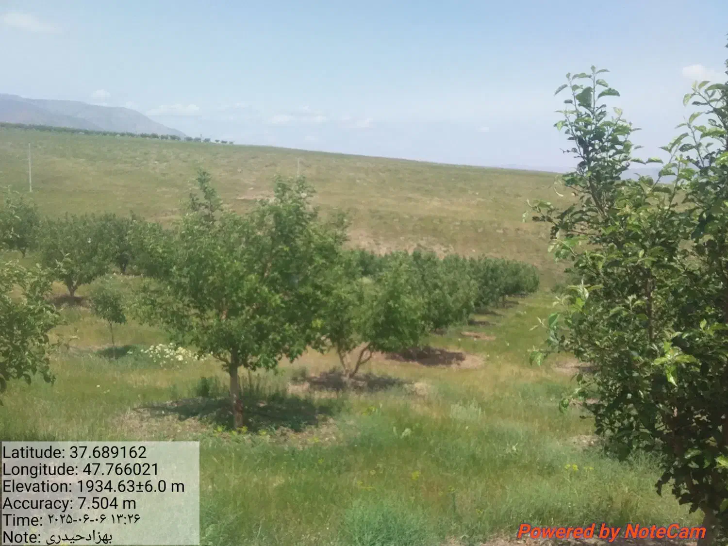 هرس کاری وطراحی فضای سبز|خدمات باغبانی و درختکاری|تبریز, |دیوار