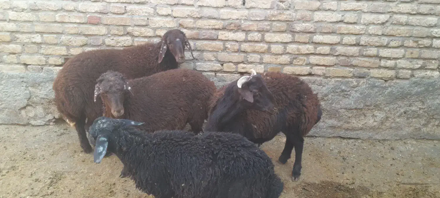 4عدد بر نر ریز|حیوانات مزرعه|الیگودرز, |دیوار