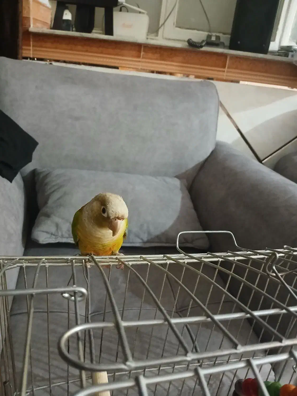 گرینچیک آناناسی|پرنده|ابهر, |دیوار