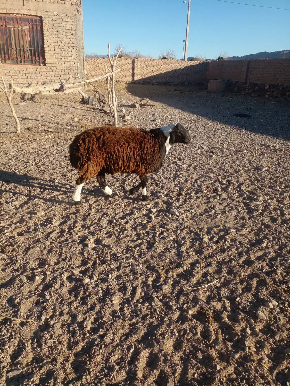 بره قوچی|حیوانات مزرعه|گزیک, |دیوار