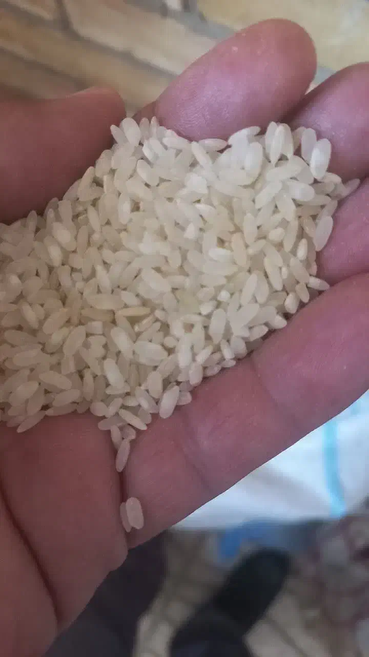 برنج کامفیروز درجه یک|خوردنی و آشامیدنی|آباده, |دیوار