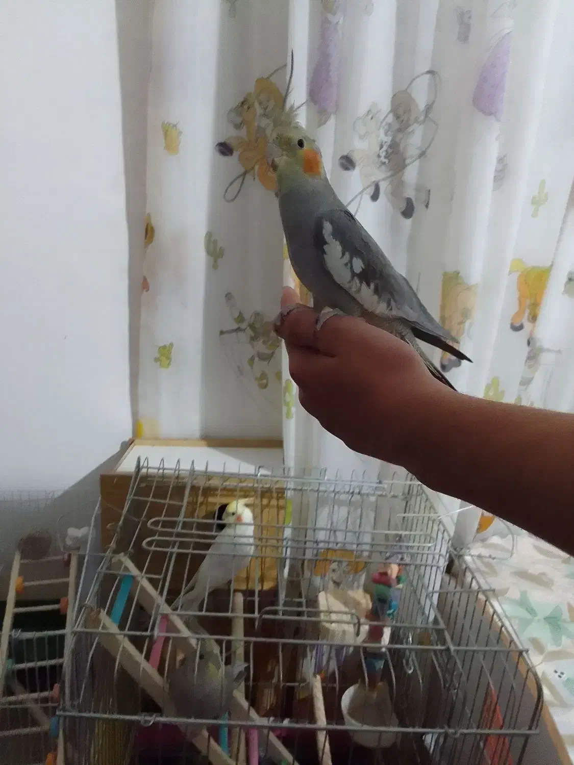 طوطی عروس دستی|پرنده|قزوین, |دیوار