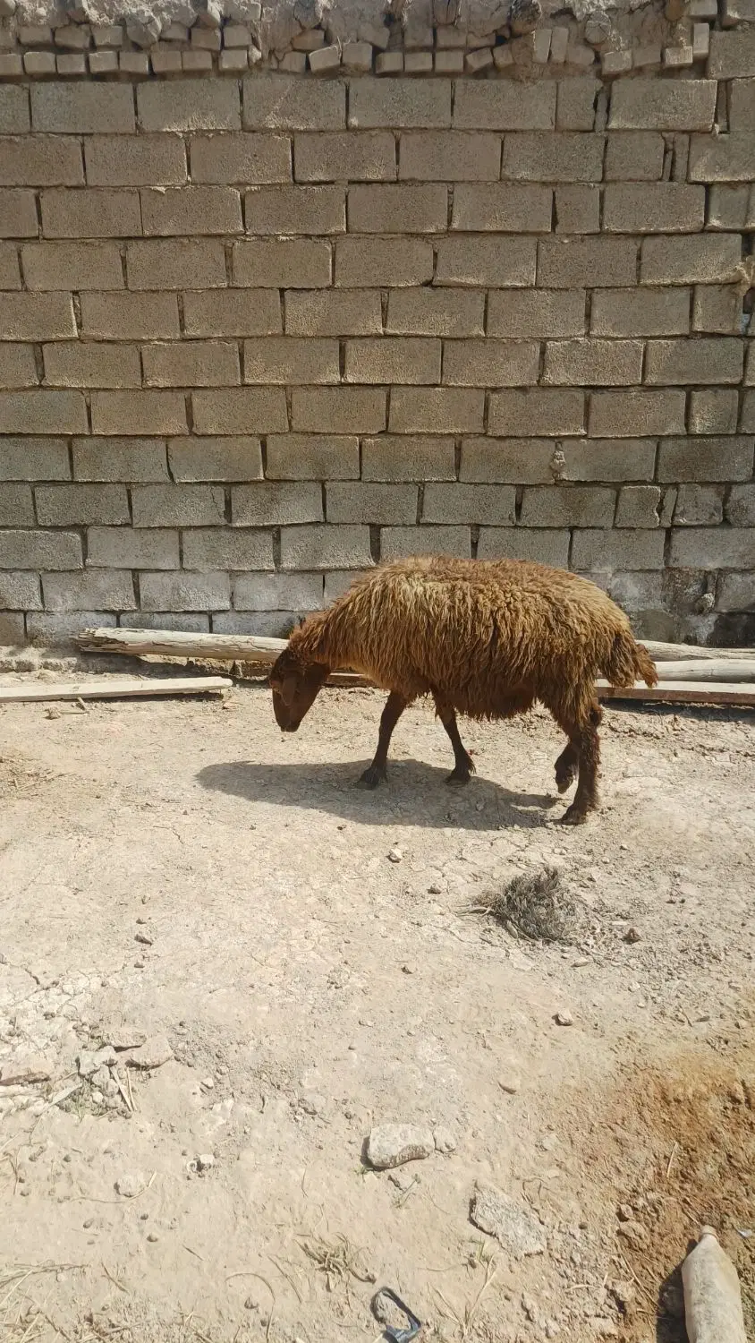۳عدرائس گوسفند یک عدد دجیجه ماده درجه ۱|حیوانات مزرعه|اهواز, غیزانیه|دیوار