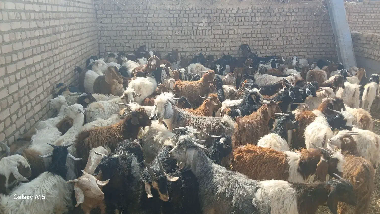 تعداد 100 عدد بزغاله فروشی|حیوانات مزرعه|ششطراز, |دیوار