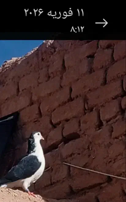 کفتر|پرنده|سربیشه, |دیوار