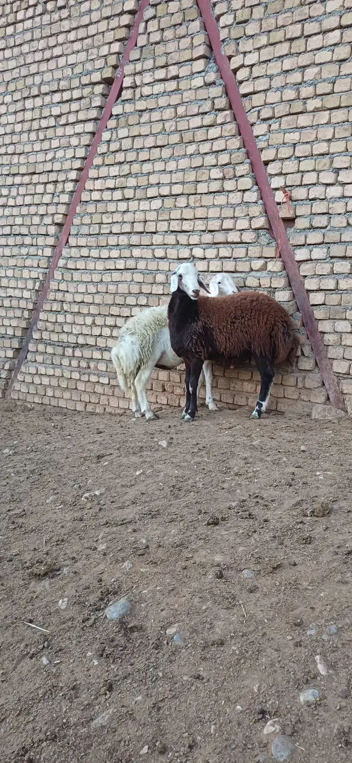 بره قوچ نژاد برتر|حیوانات مزرعه|بیرانوند, |دیوار