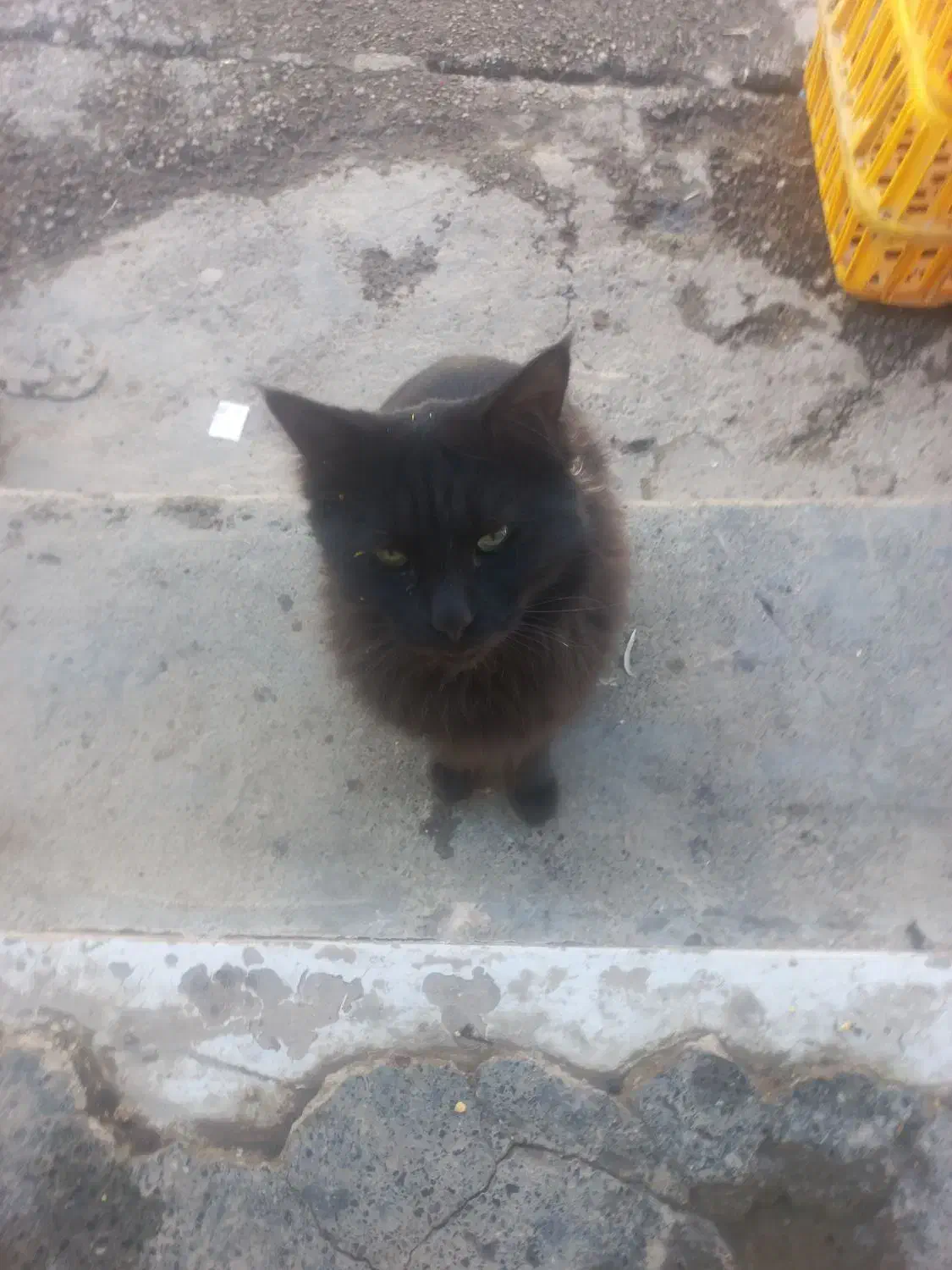 گربه رایگان.|گربه|کرمانشاه, |دیوار