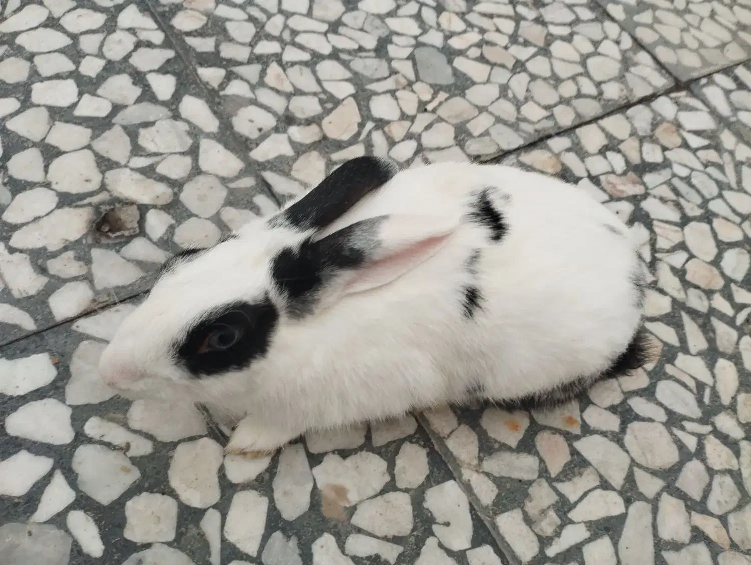 خرگوش|موش و خرگوش|برازجان, |دیوار