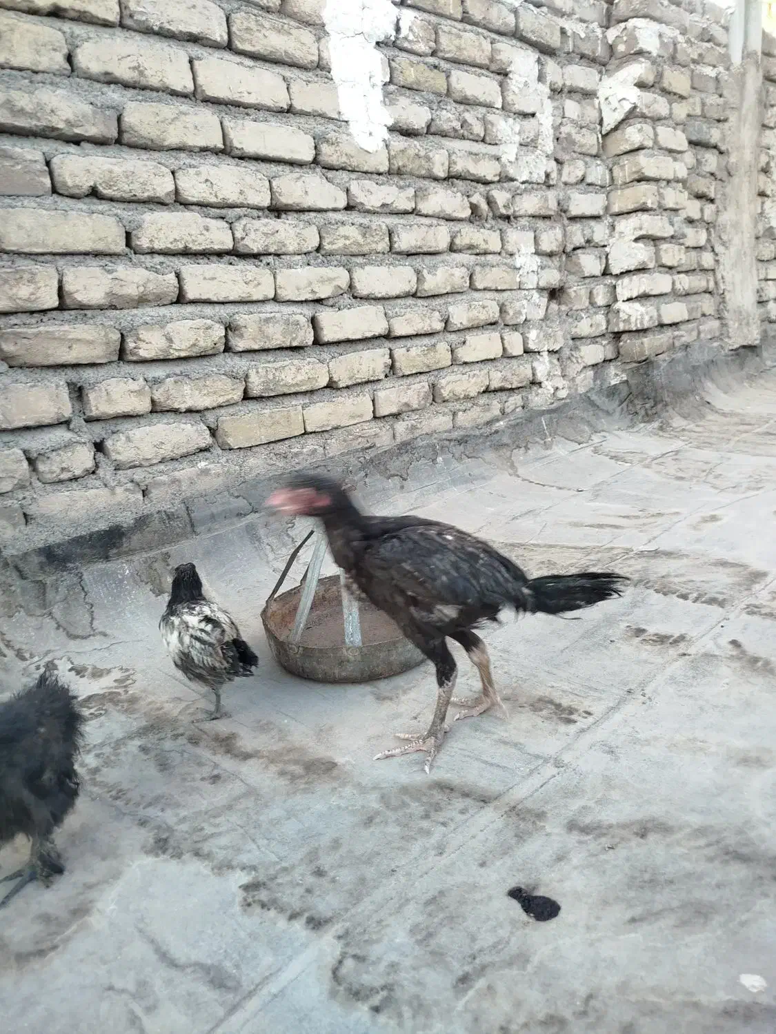 مرغ و خروس|حیوانات مزرعه|مشهد, کریم آباد|دیوار