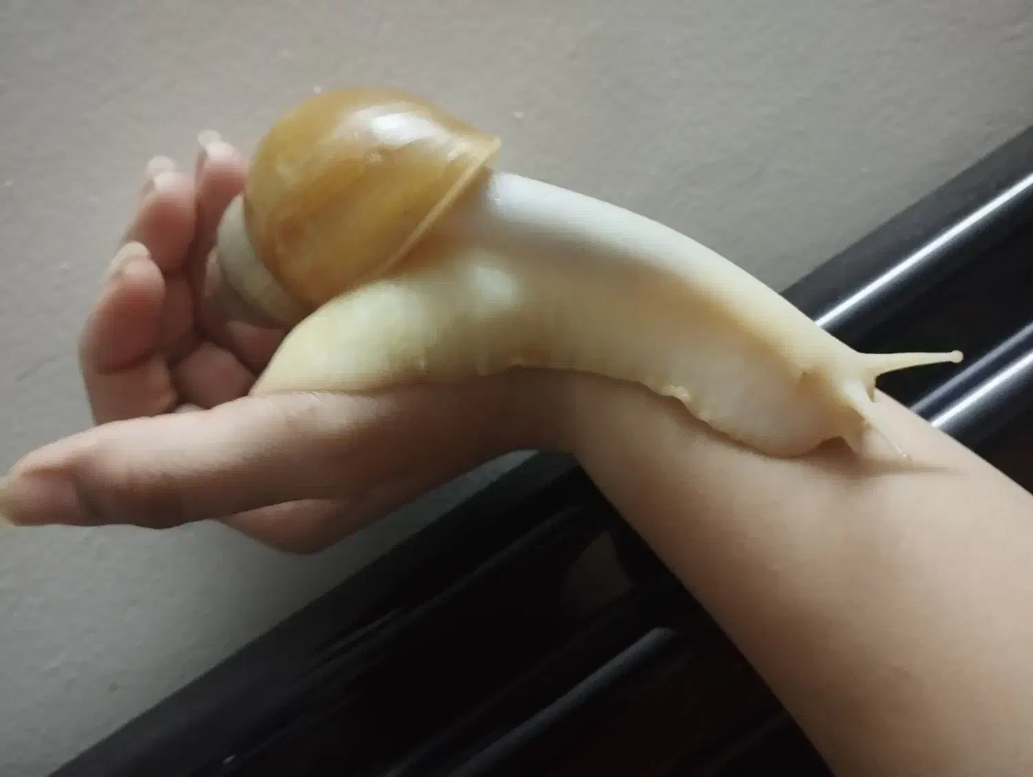 حلزون ، خاویار حلزون|خزنده|کرج, کوی امامیه|دیوار