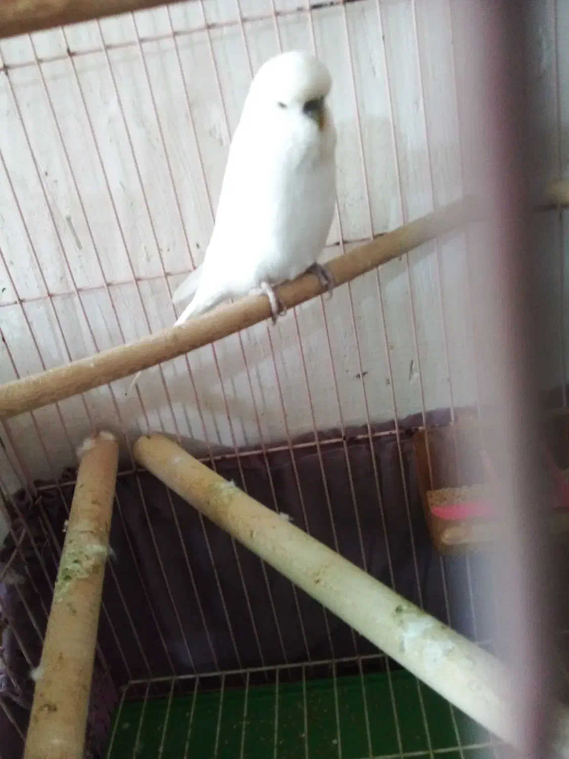 مرع عشق|پرنده|کاکی, |دیوار