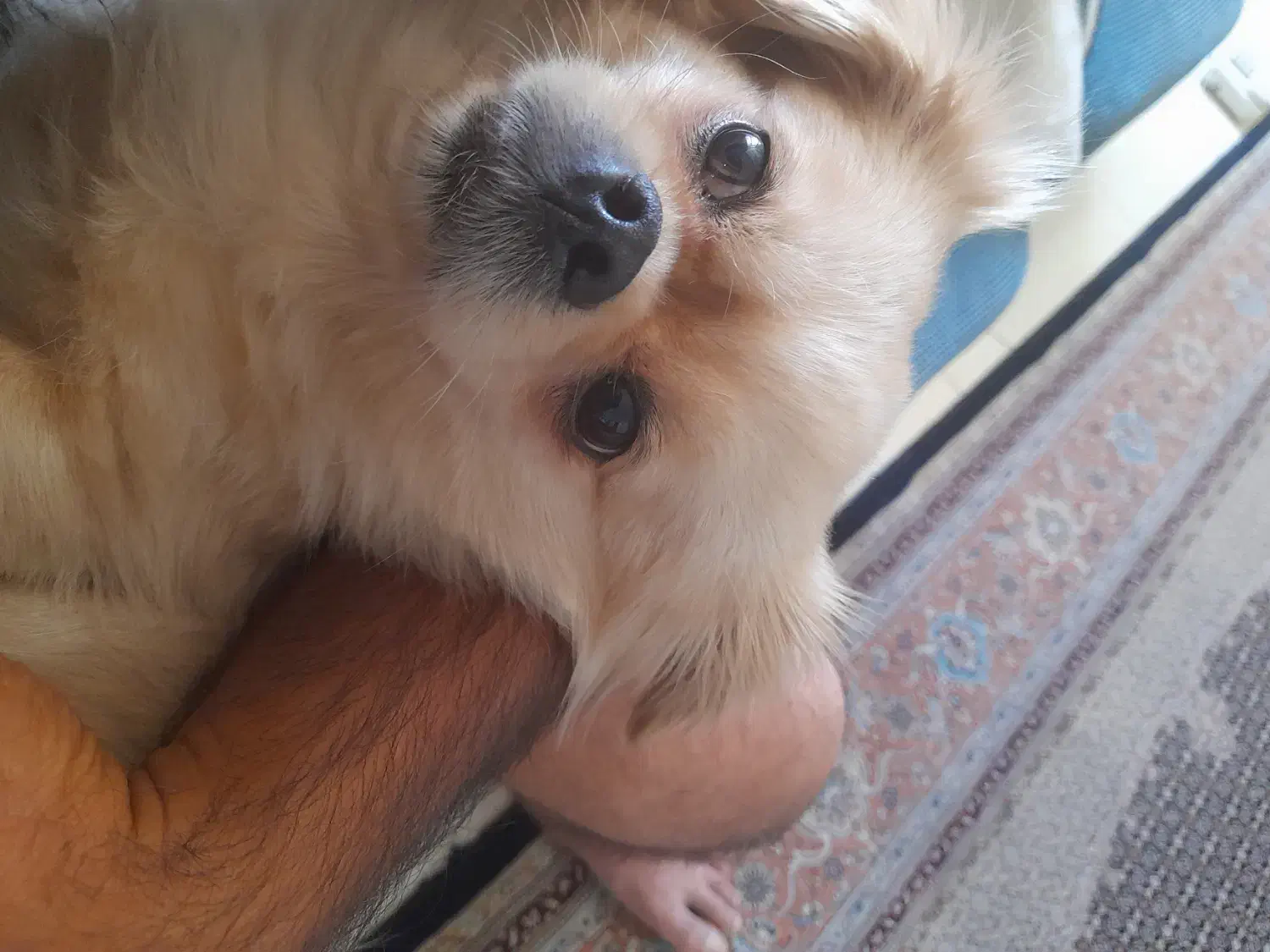 گم شدن سگ|سگ|شیراز, آبیاری|دیوار