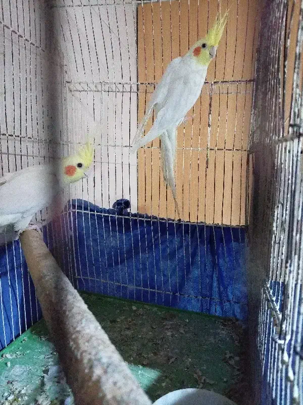 عروس پاریس نر|پرنده|اهواز, شهرک شهید عباس پور|دیوار