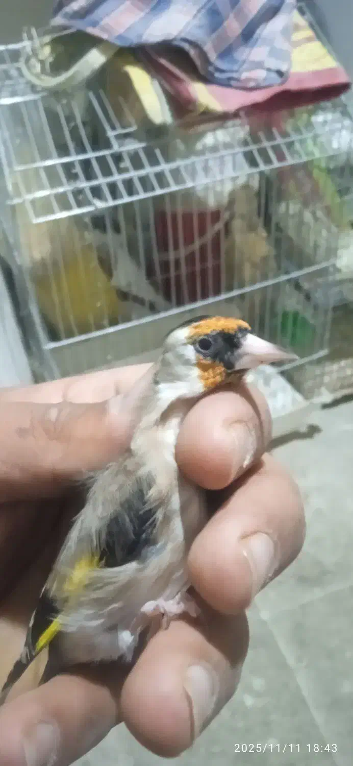 فروش 25عدد سره فروشی|پرنده|ملایر, |دیوار